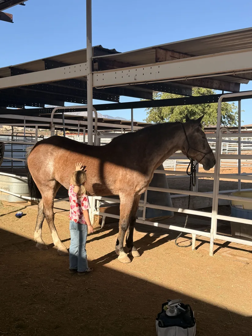 Young girl brushing a horse under the stable shade